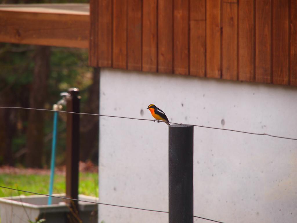 Koya Backpackers Ξενοδοχείο Karuizawa Εξωτερικό φωτογραφία